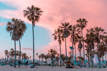 Los Angeles - palmeras