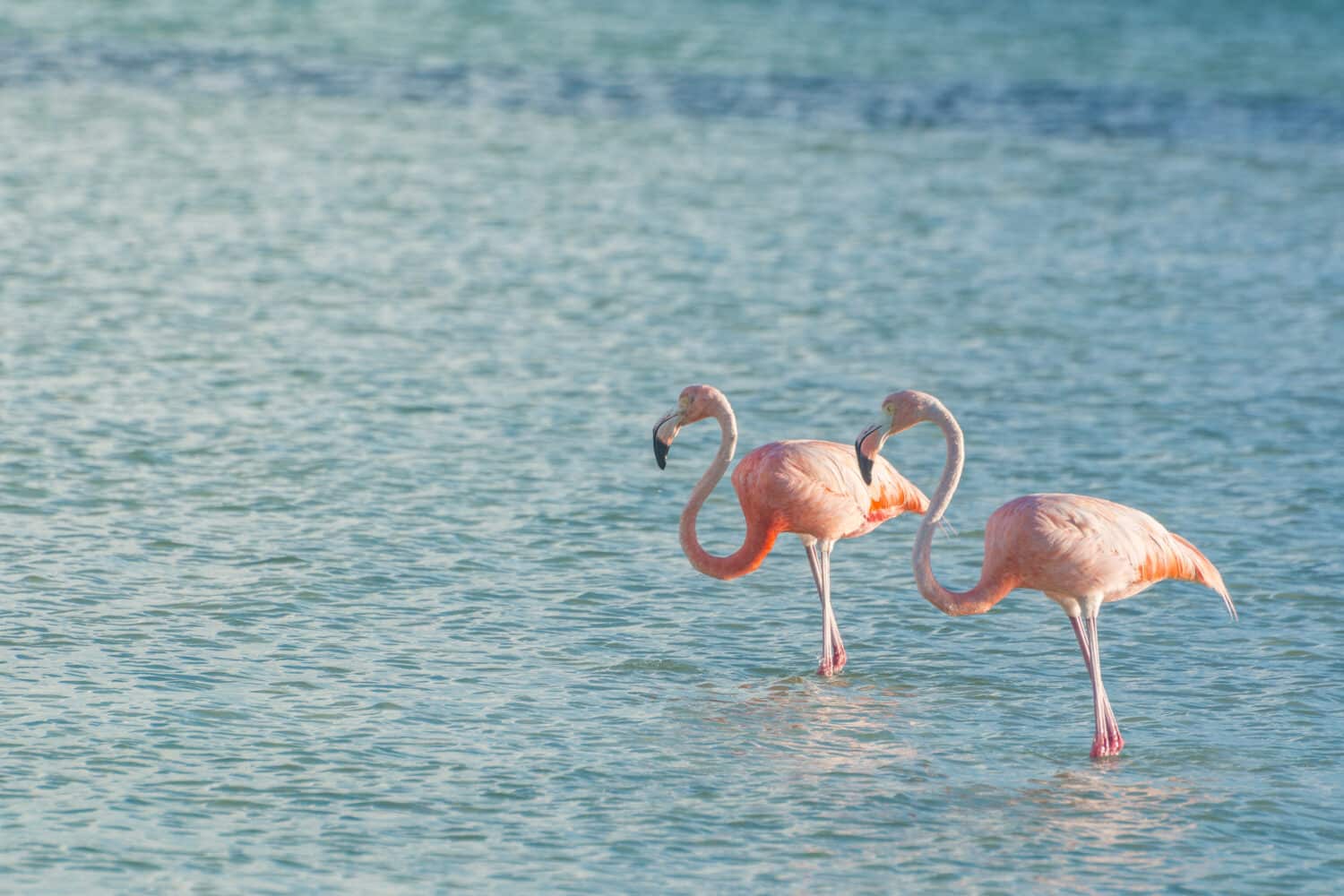 Wild Flamingo in the Caribbean Ocean of Mexico