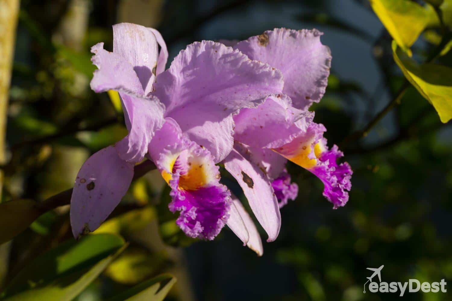 Lirio de Mayo orquídea representativa de Colombia